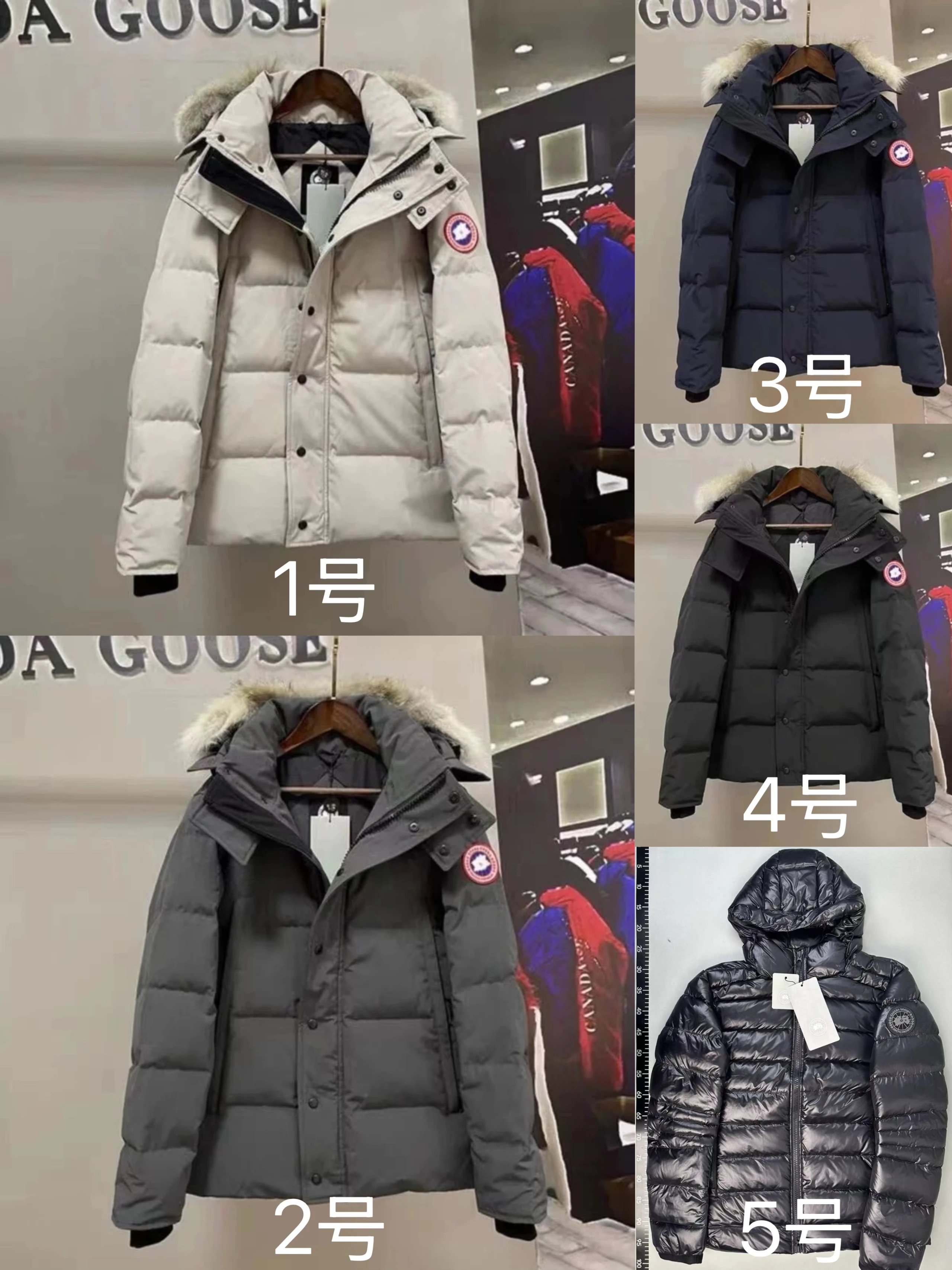 canada goose