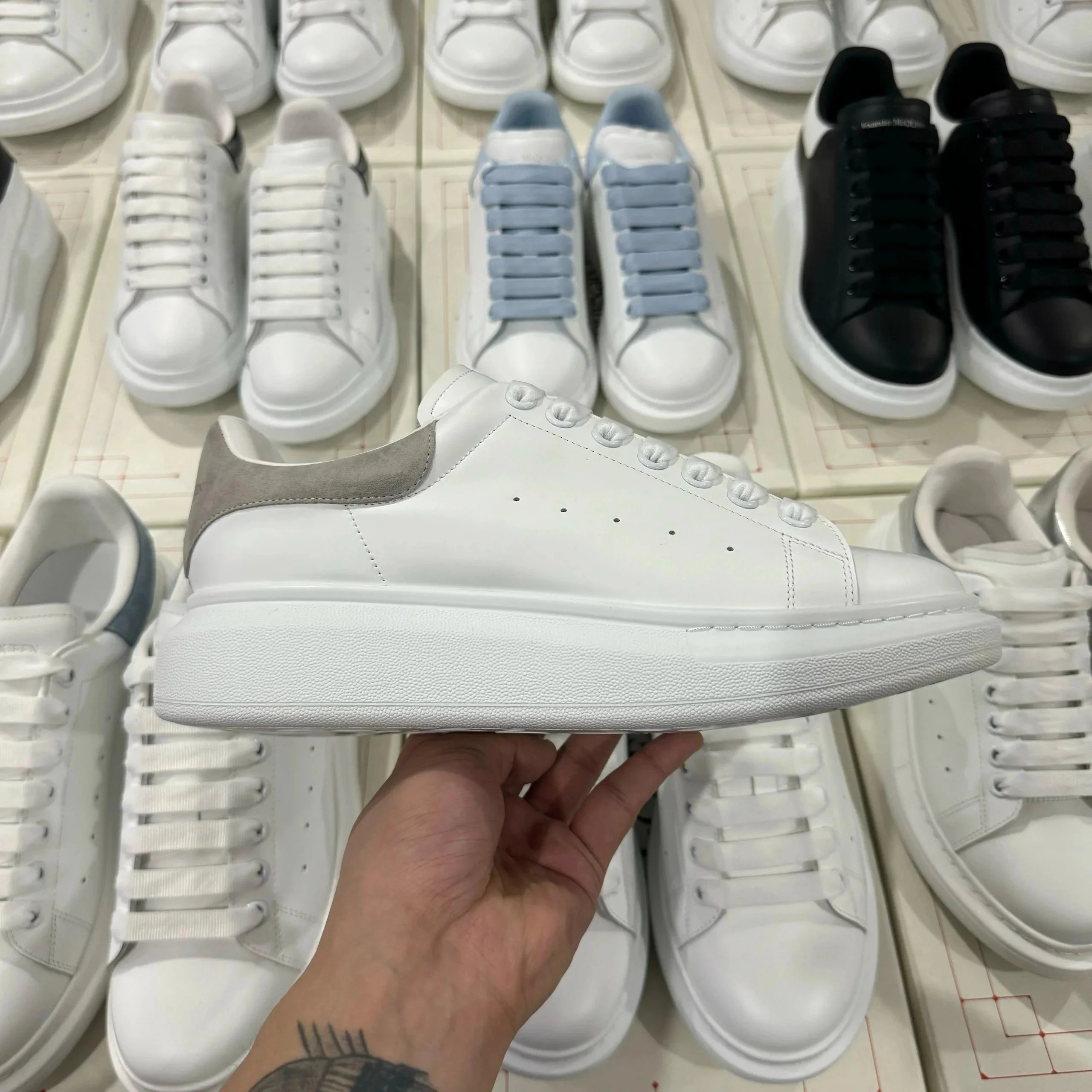 白灰绒尾 白灰绒尾
